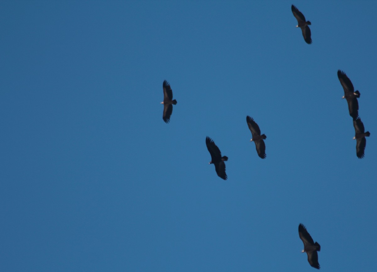 Cinereous Vulture - ML41522241