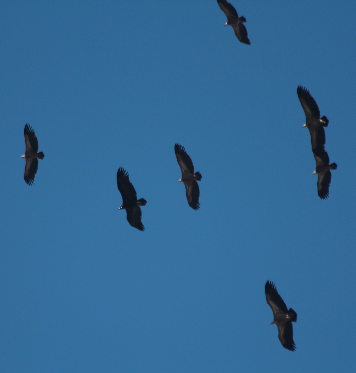 Cinereous Vulture - ML41522291