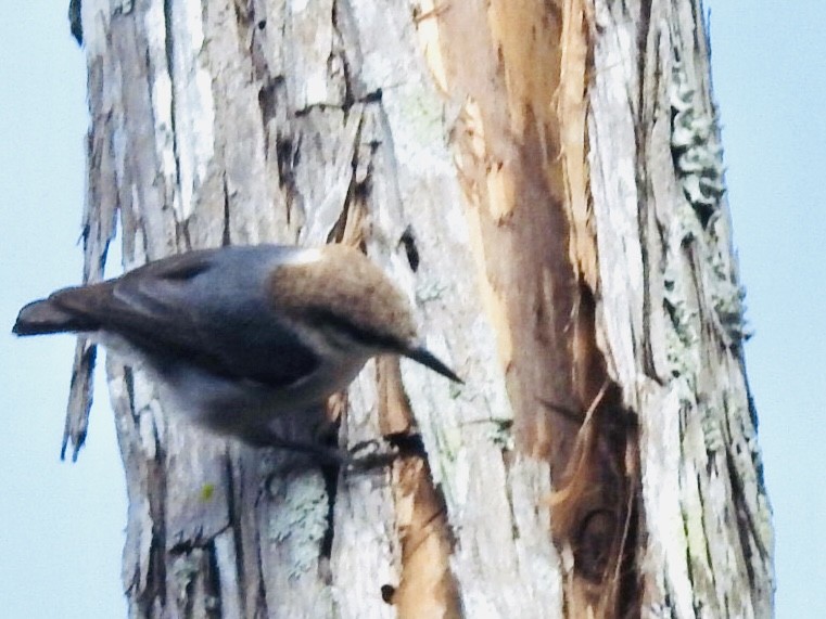 Brown-headed Nuthatch - ML415223131
