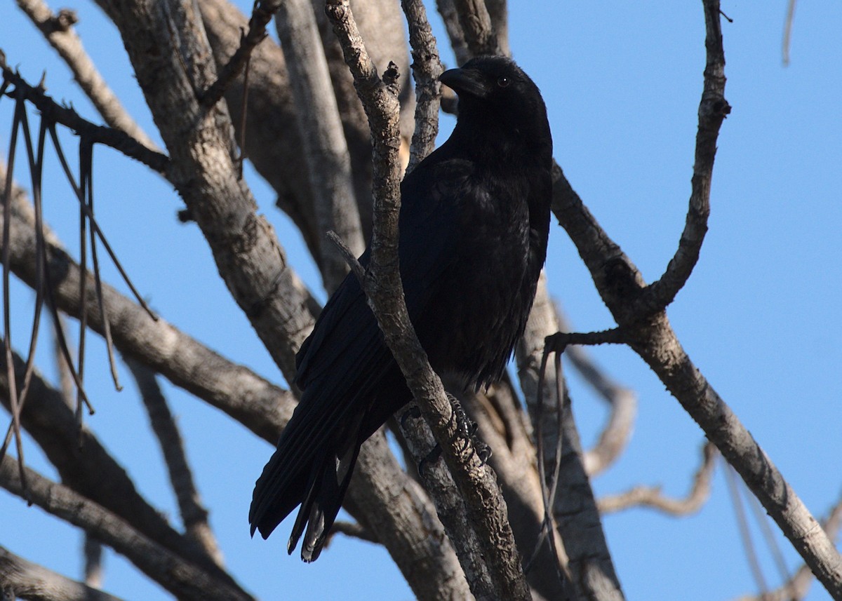 crow/raven sp. - ML415225771