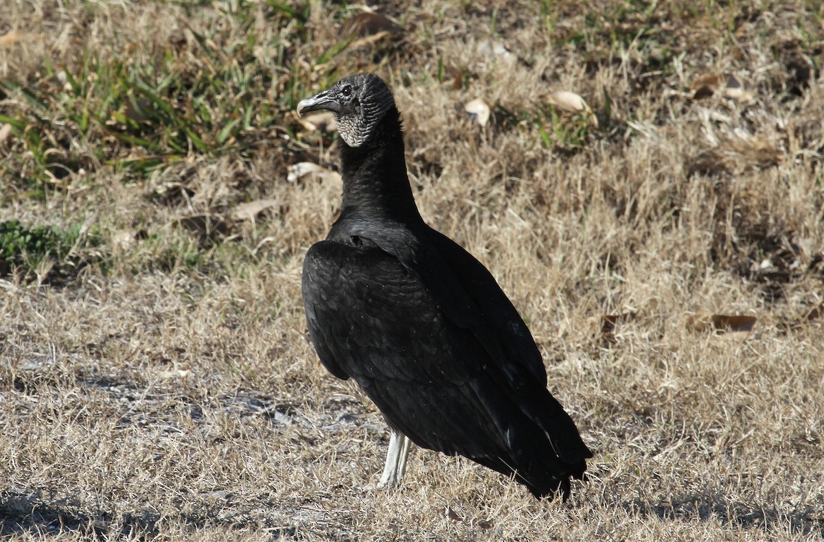 Black Vulture - ML415227571