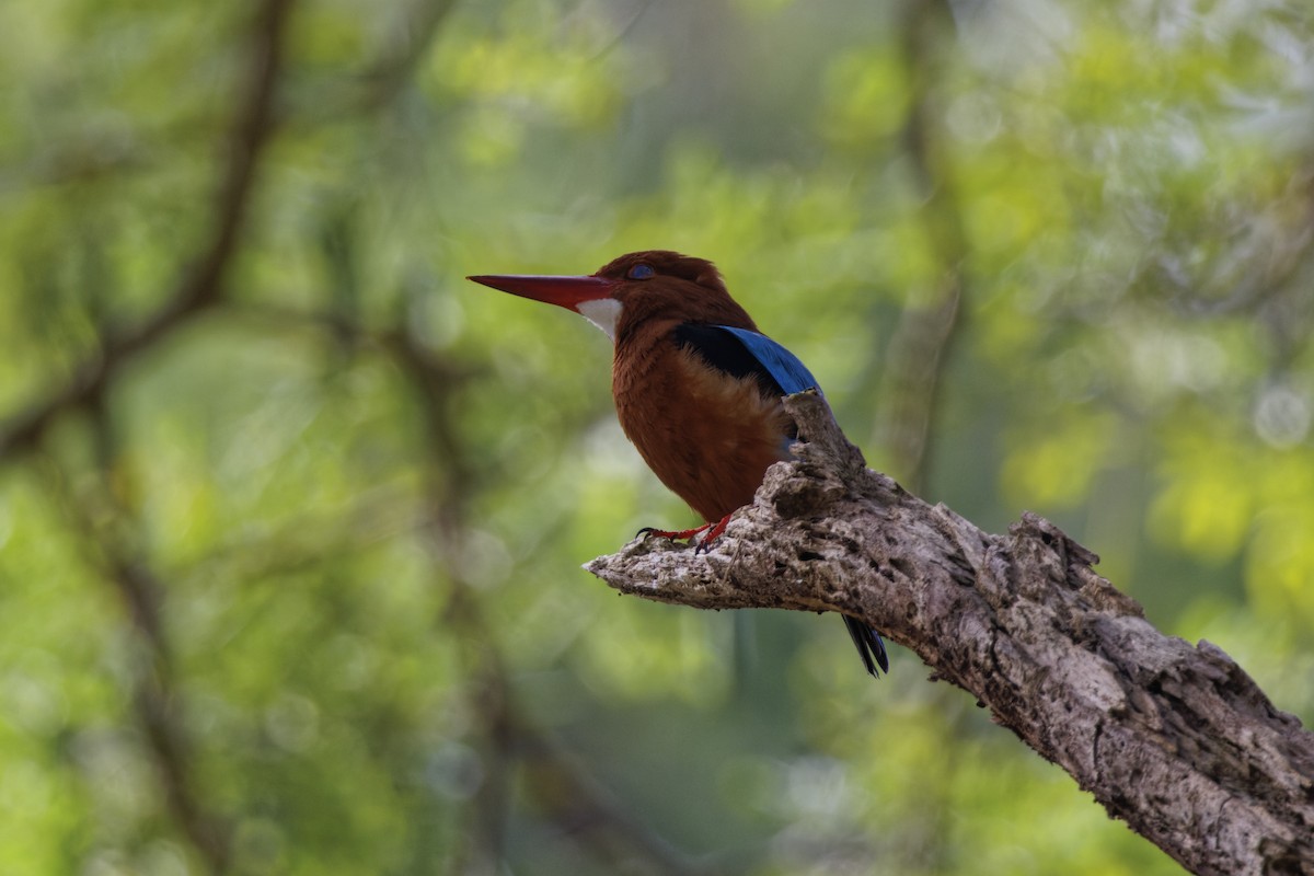 Brown-breasted Kingfisher - ML415228781