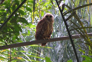  - Rufous Fishing-Owl