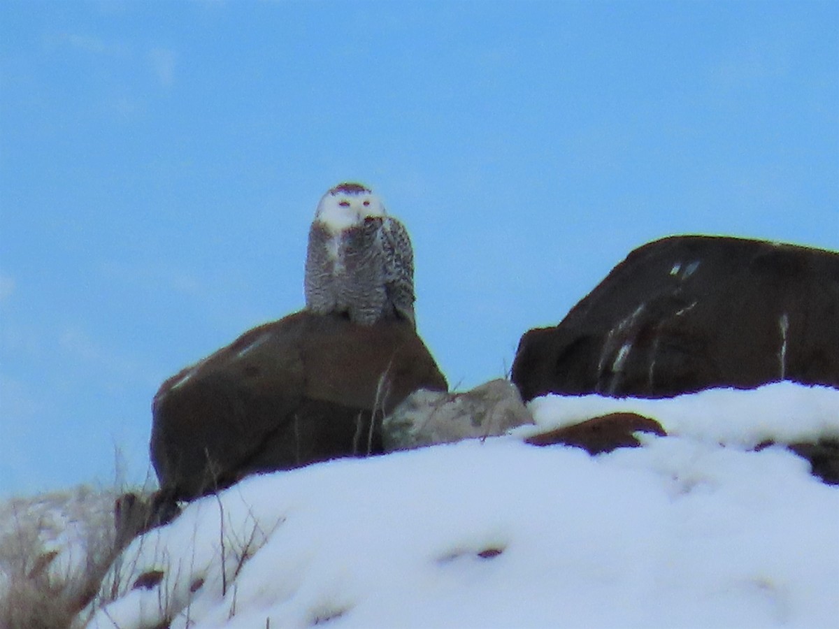 Snowy Owl - ML415230601