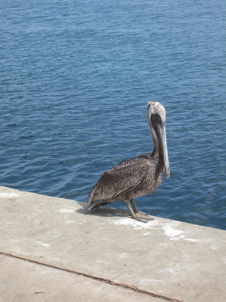 pelikán hnědý - ML415232201