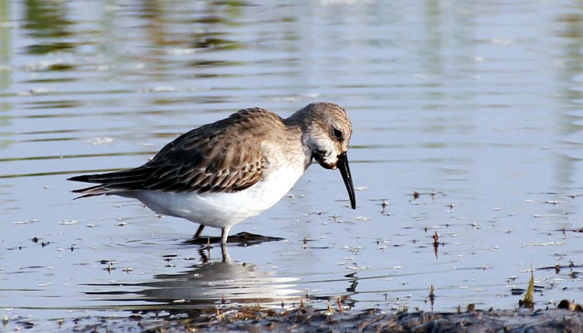 Dunlin - Chaatak Nature Conservation Society
