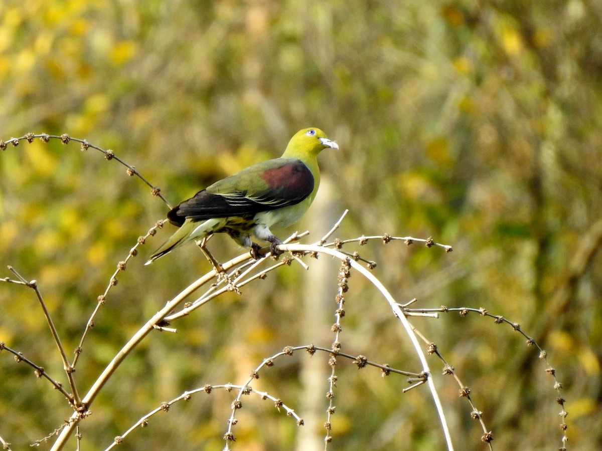 White-bellied Green-Pigeon - ML415234311