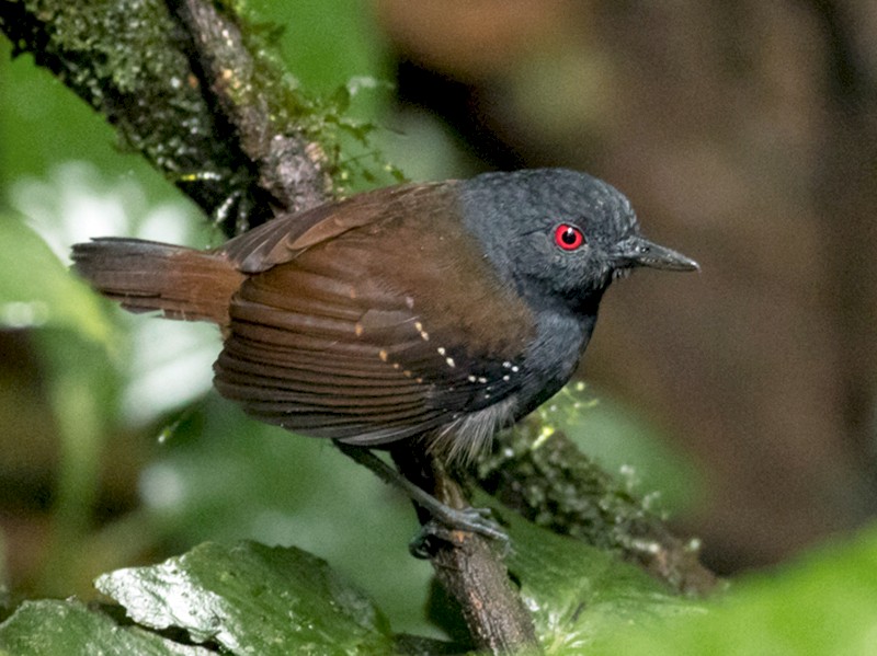 Dull-mantled Antbird - eBird