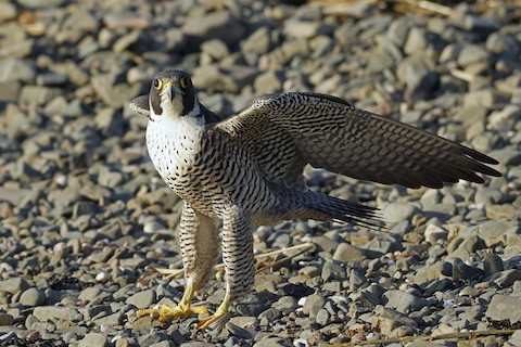 Peregrine Falcon (North American) - Falco peregrinus anatum