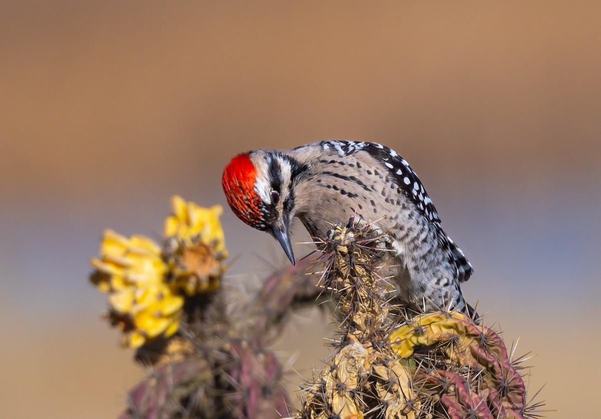 Ladder-backed Woodpecker - Jim Merritt