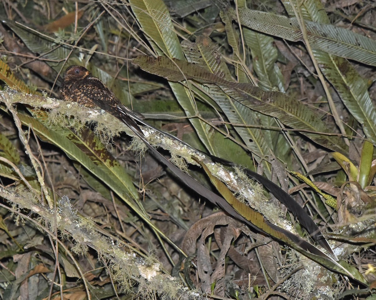 Lyre-tailed Nightjar - Tini & Jacob Wijpkema
