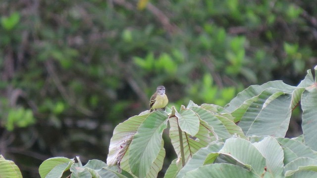 Yellow-crowned Tyrannulet - ML415263511
