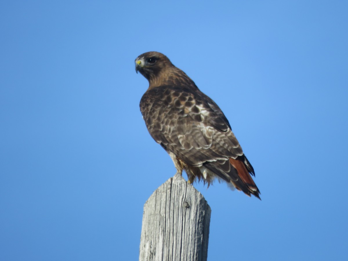 Red-tailed Hawk - ML415263811