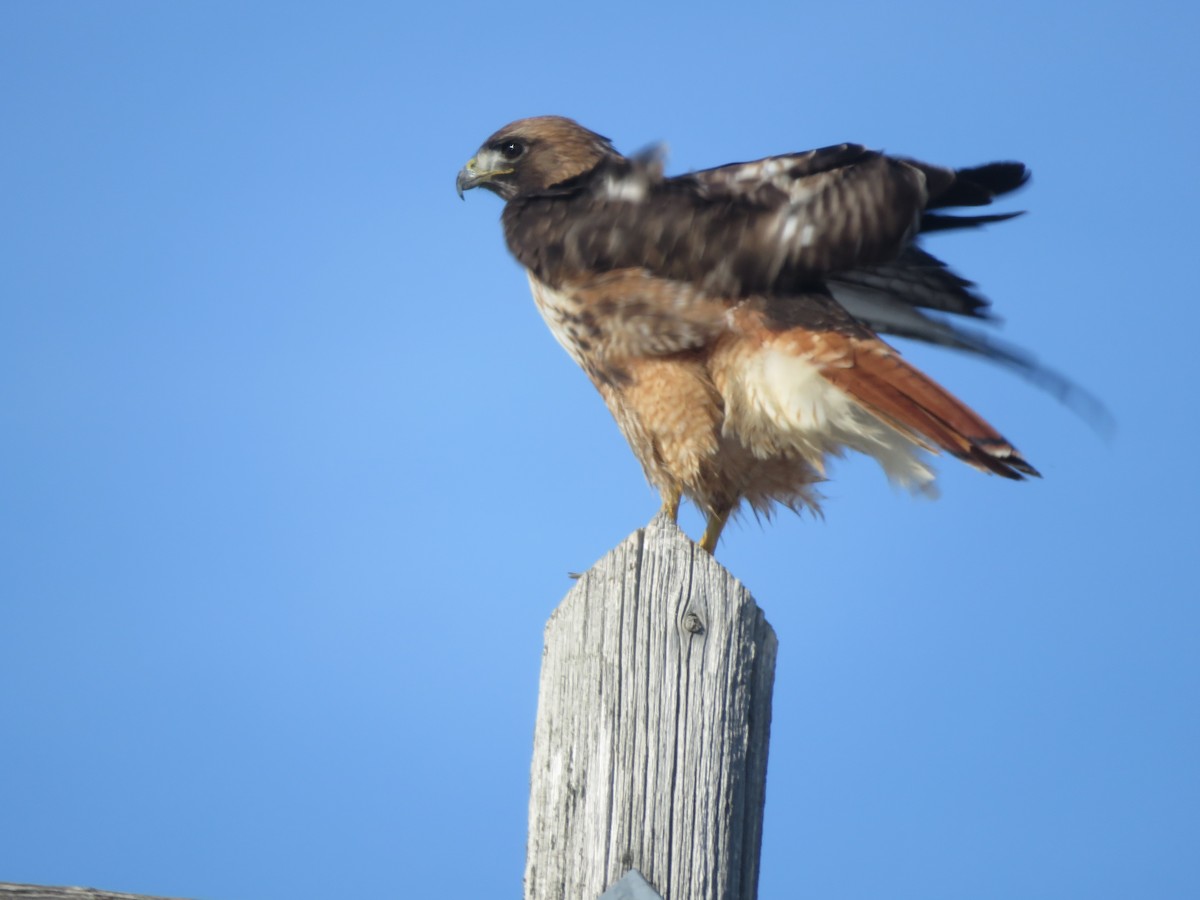 Red-tailed Hawk - ML415264131