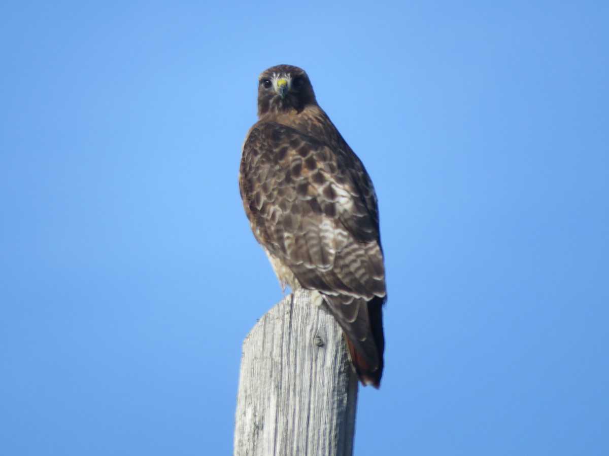 Red-tailed Hawk - ML415264251