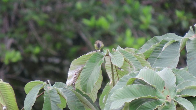Yellow-crowned Tyrannulet - ML415264441