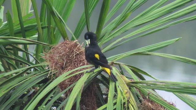 Yellow-rumped Cacique - ML415265251
