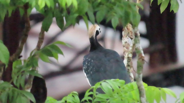 Blue-throated Piping-Guan - ML415265991