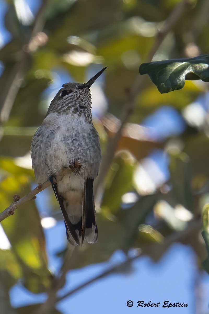 Calliope Hummingbird - ML415266271