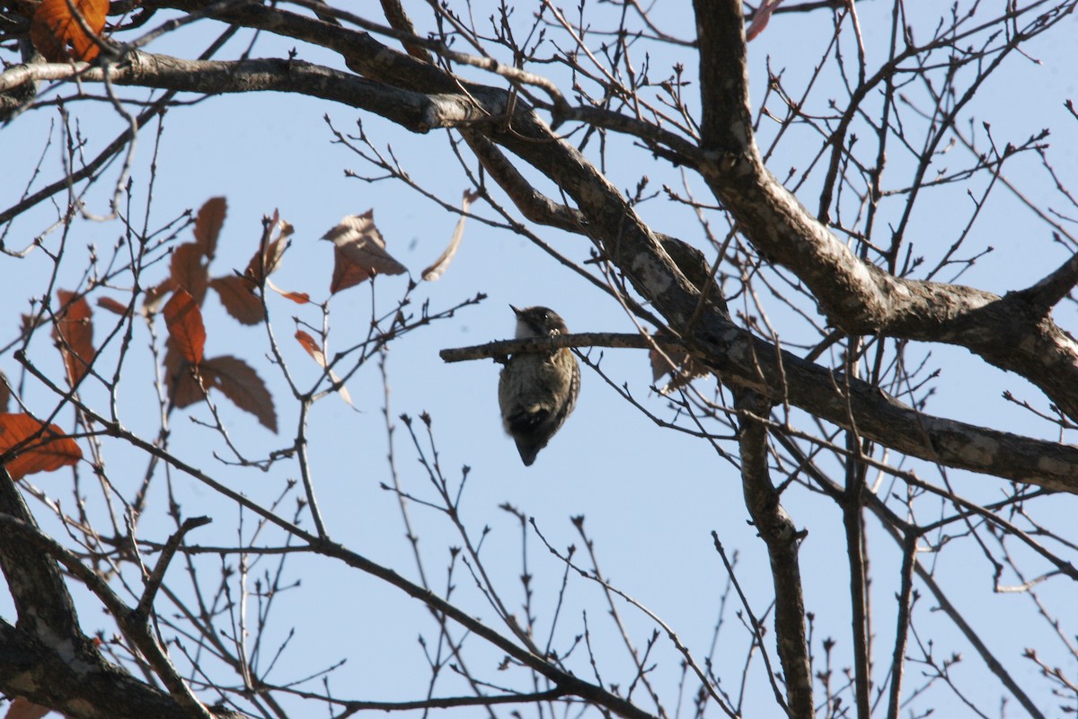 Japanese Pygmy Woodpecker - Yushi Oguchi
