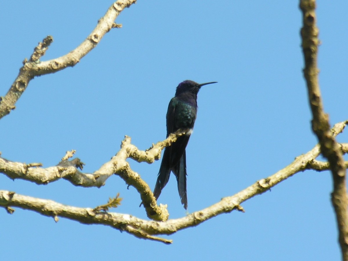 Swallow-tailed Hummingbird - James Kamstra
