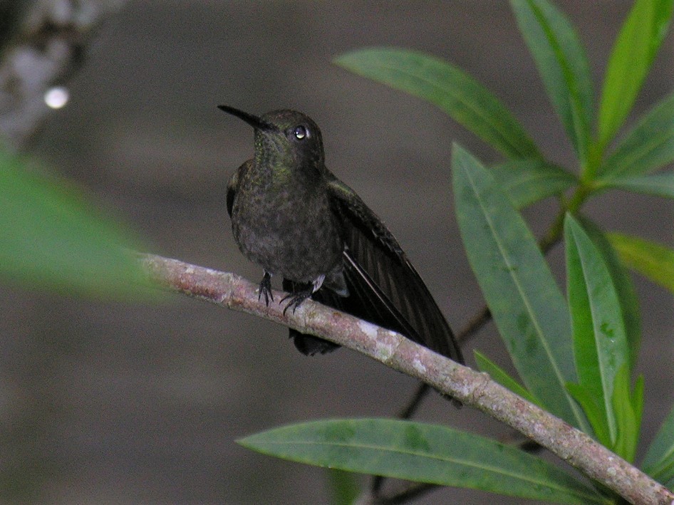 Sombre Hummingbird - James Kamstra