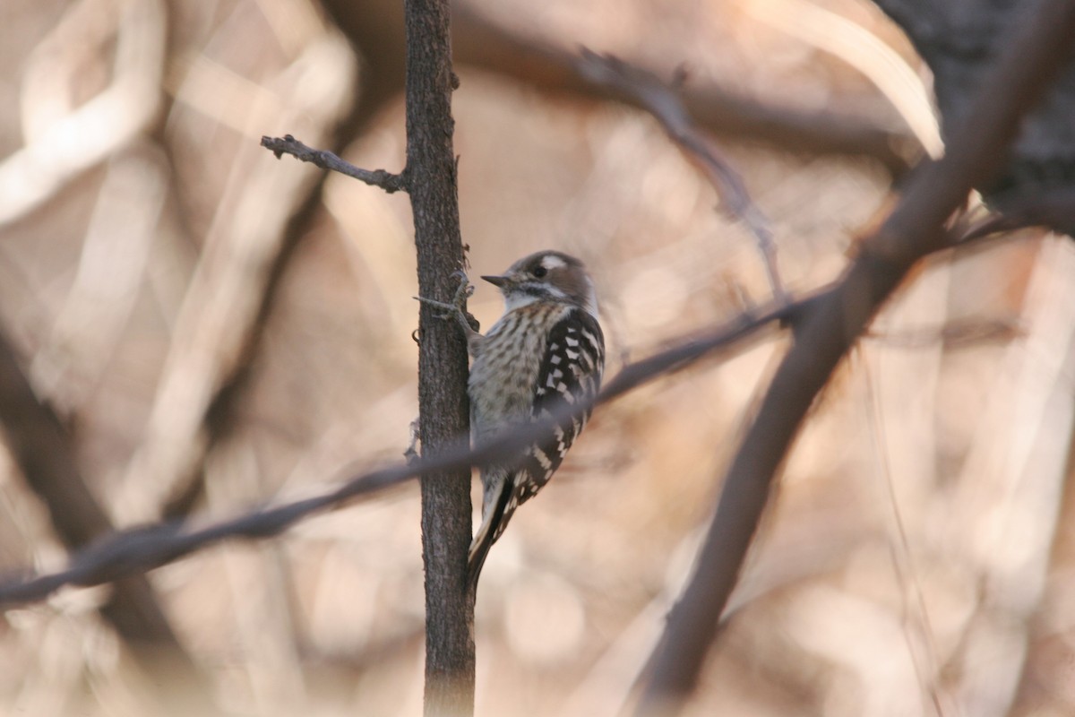 Japanese Pygmy Woodpecker - ML41526931