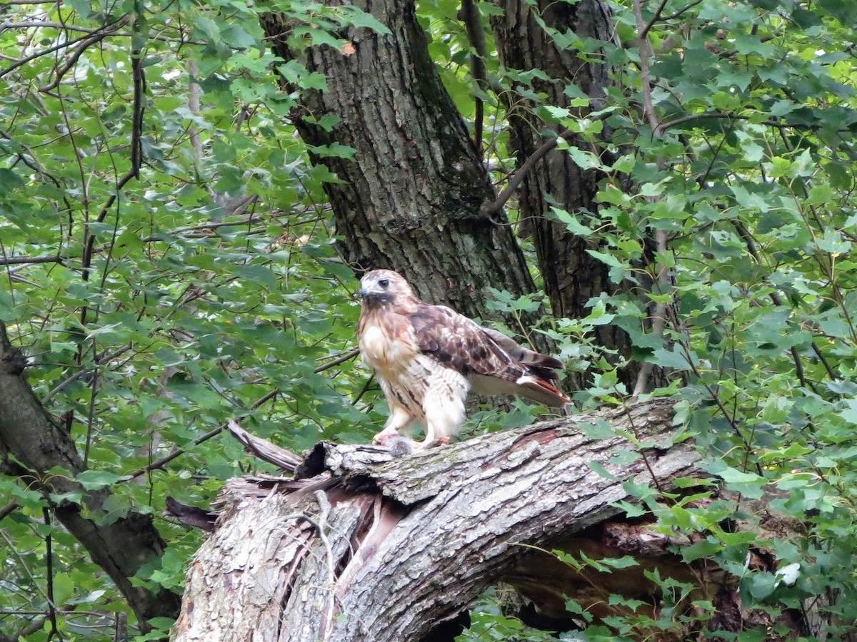 Red-tailed Hawk - ML41527151
