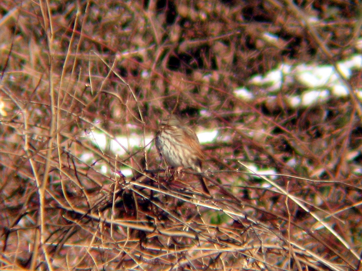 Fox Sparrow (Red) - ML41527211