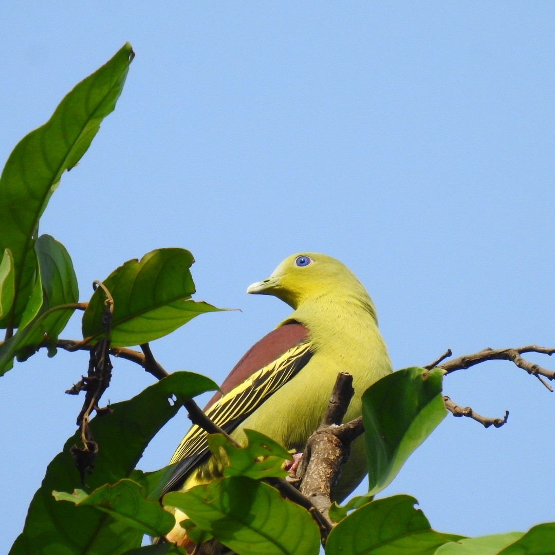 Gray-fronted Green-Pigeon - ML415272451