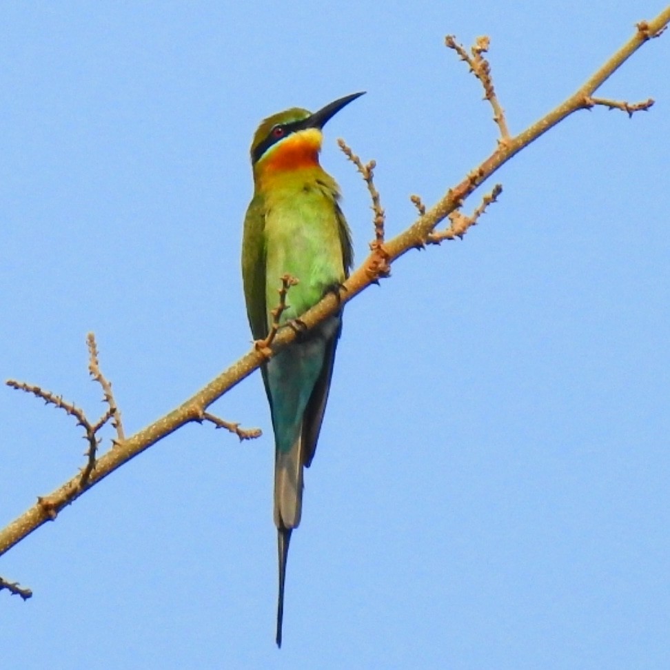 Blue-tailed Bee-eater - ML415272651