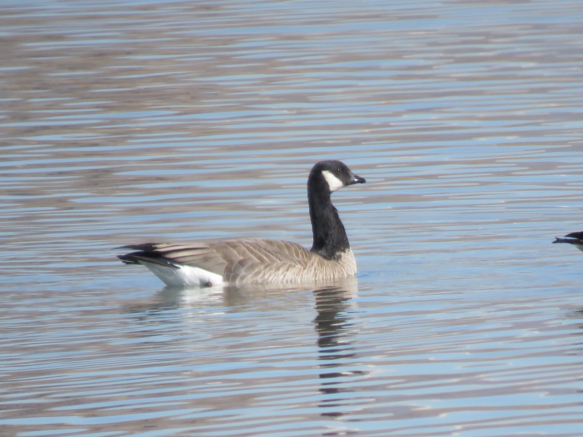 Cackling Goose (Taverner's) - ML415274751
