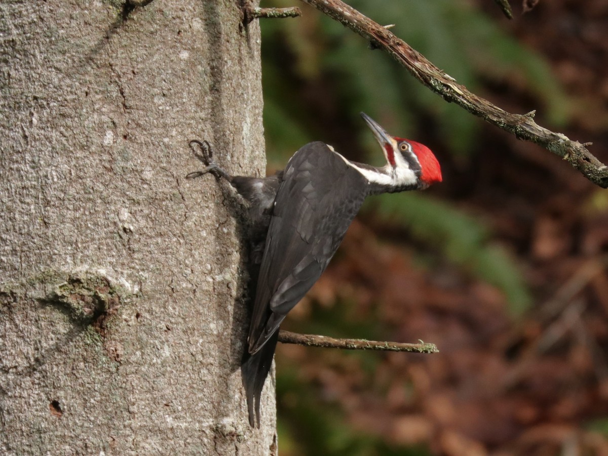 Pileated Woodpecker - Warren Cronan