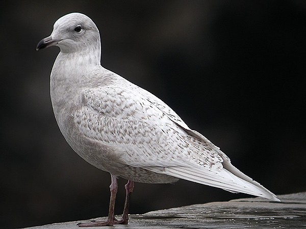 Iceland Gull (kumlieni/glaucoides) - Juan María Domínguez Robledo