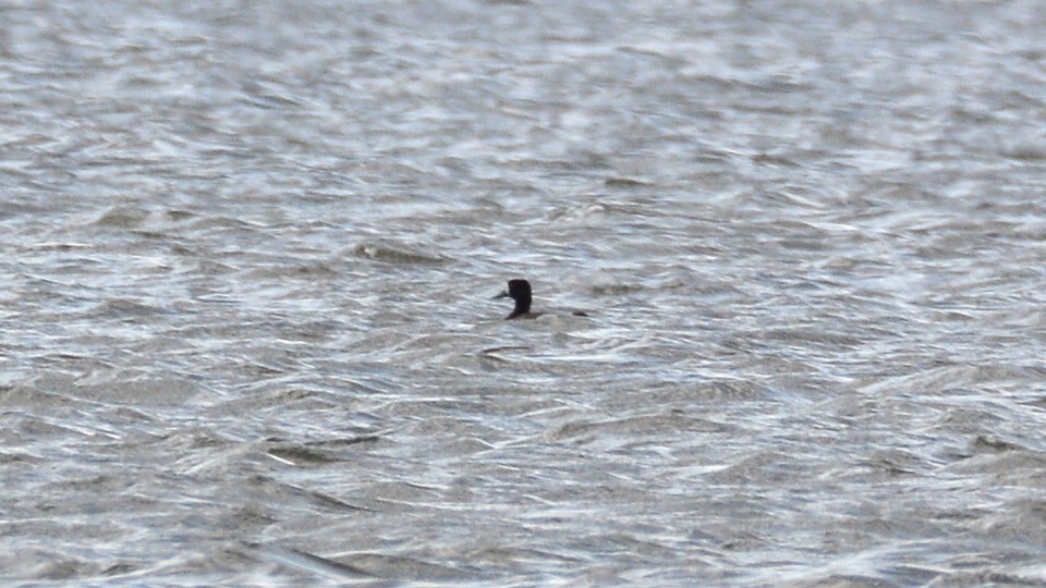 Greater Scaup - Chad Hutchinson