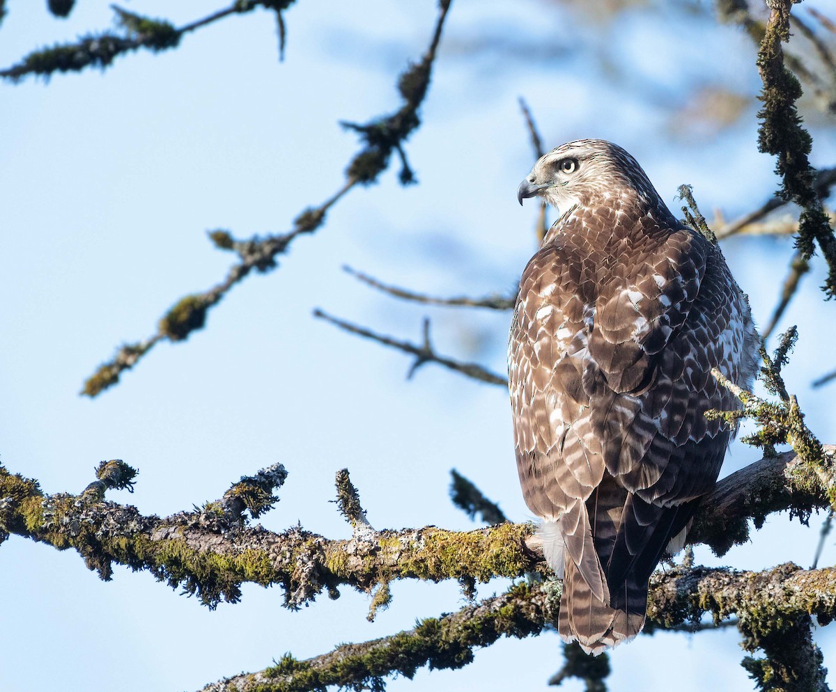 Red-tailed Hawk - ML415300481
