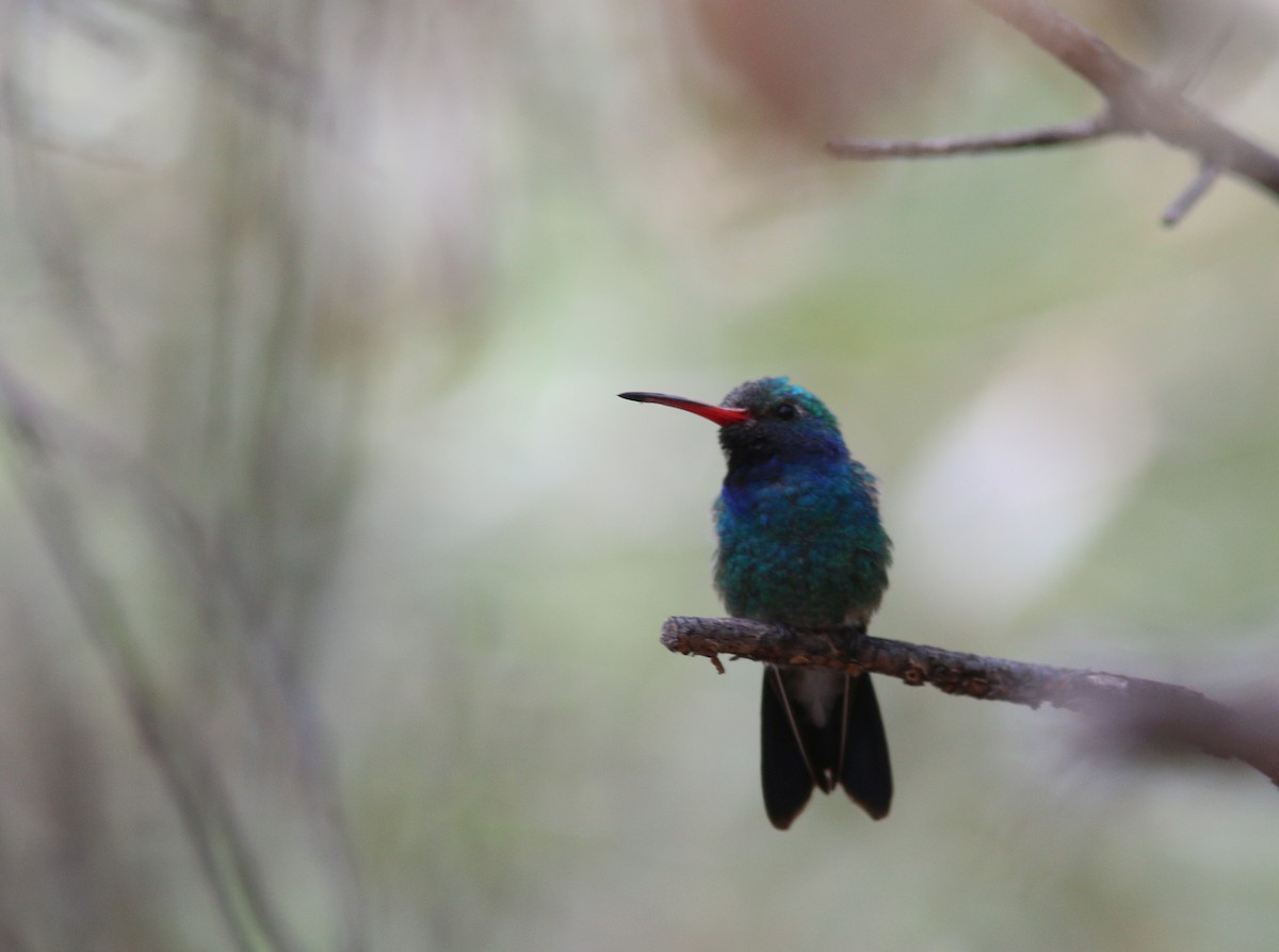 Broad-billed Hummingbird - ML415305401