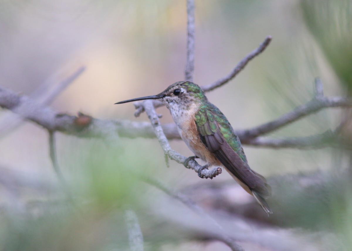 Broad-tailed Hummingbird - Aaron  Brees