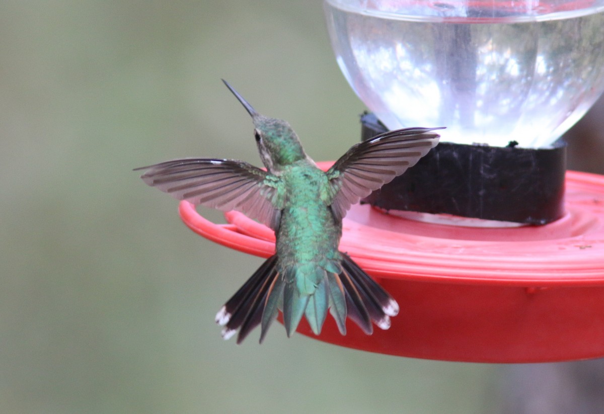 Broad-tailed Hummingbird - ML415305431