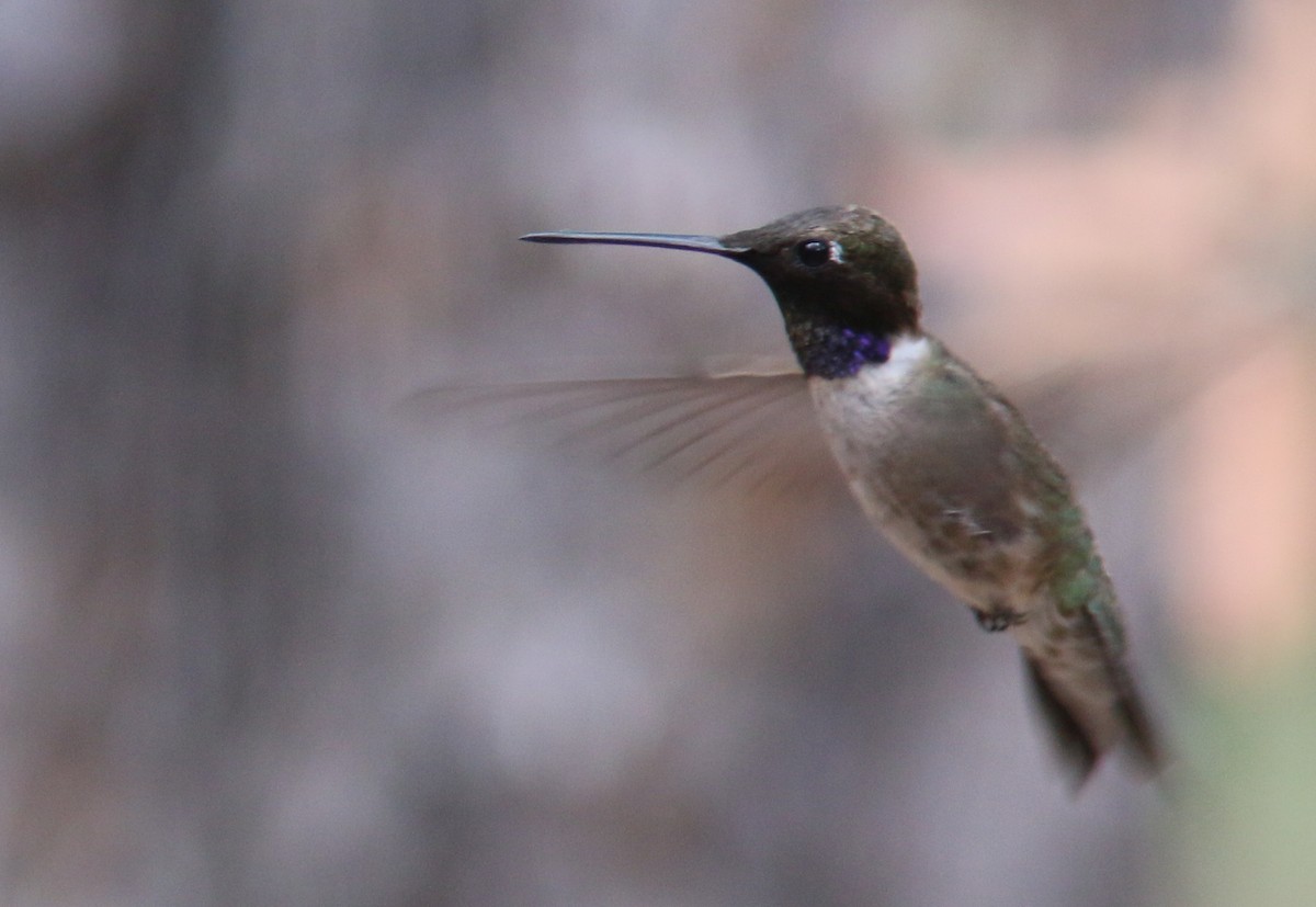 Black-chinned Hummingbird - ML415305481