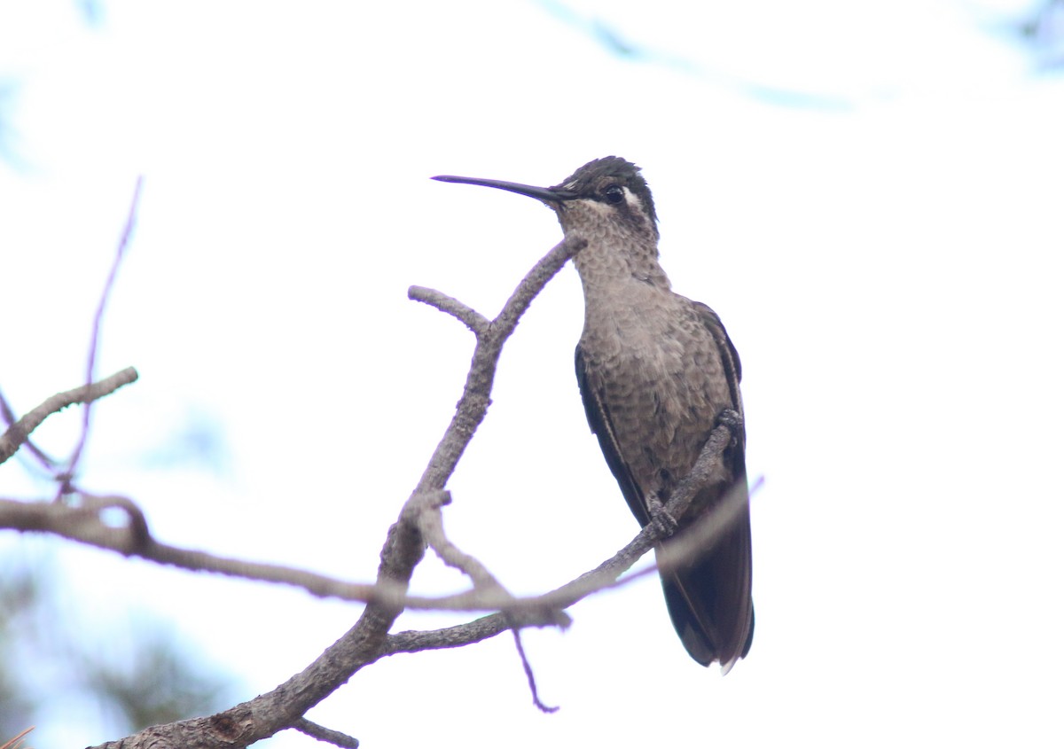 Rivoli's Hummingbird - ML415305501