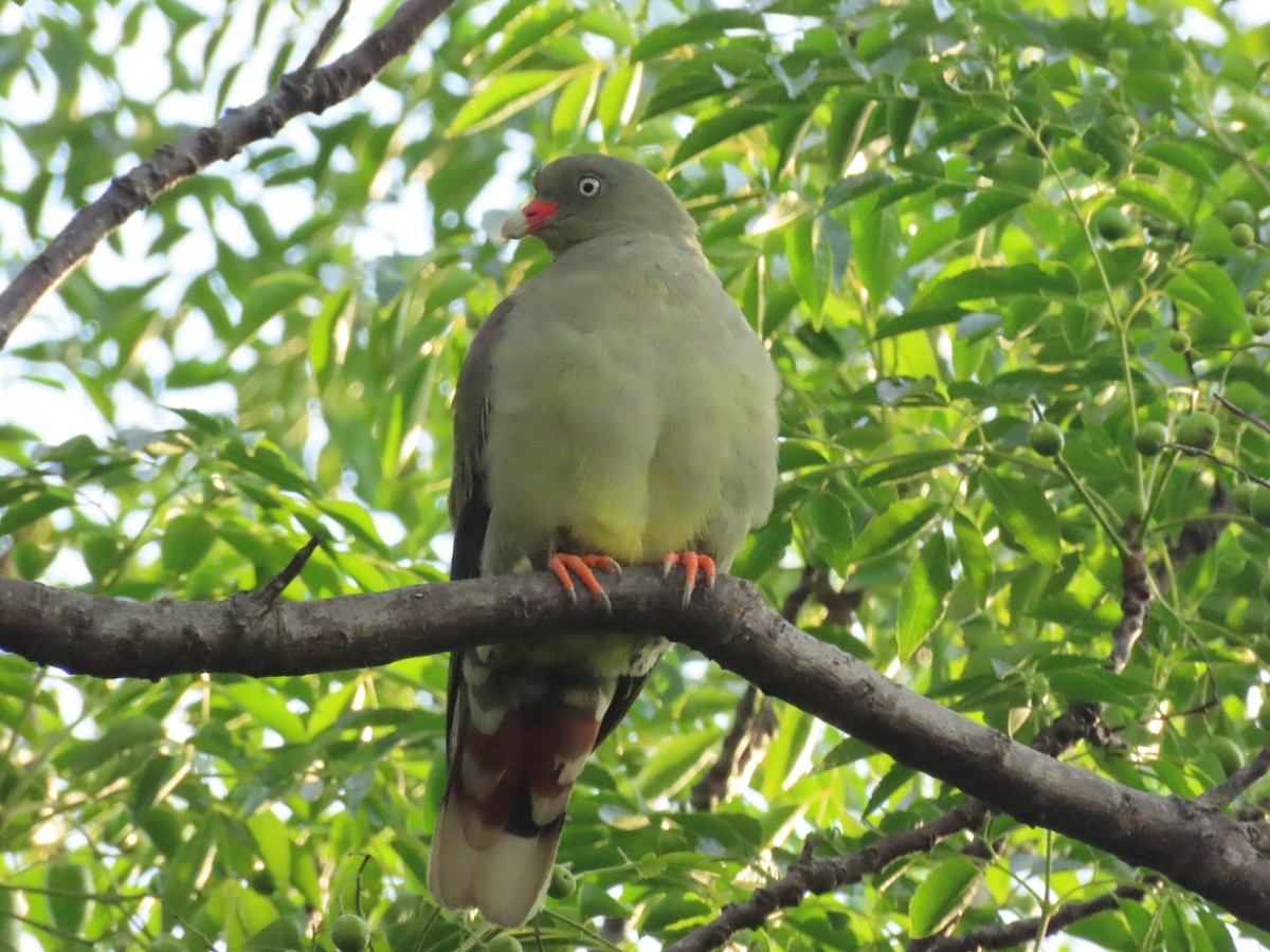 African Green-Pigeon (Gray-breasted) - ML415307941