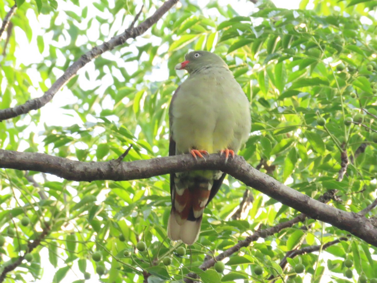 African Green-Pigeon (Gray-breasted) - Lloyd Nelson