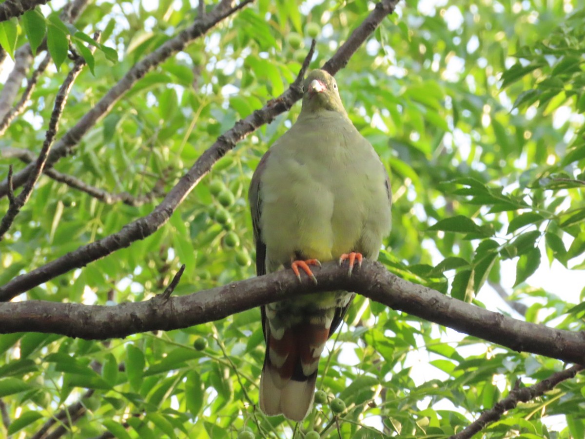 African Green-Pigeon (Gray-breasted) - ML415307961