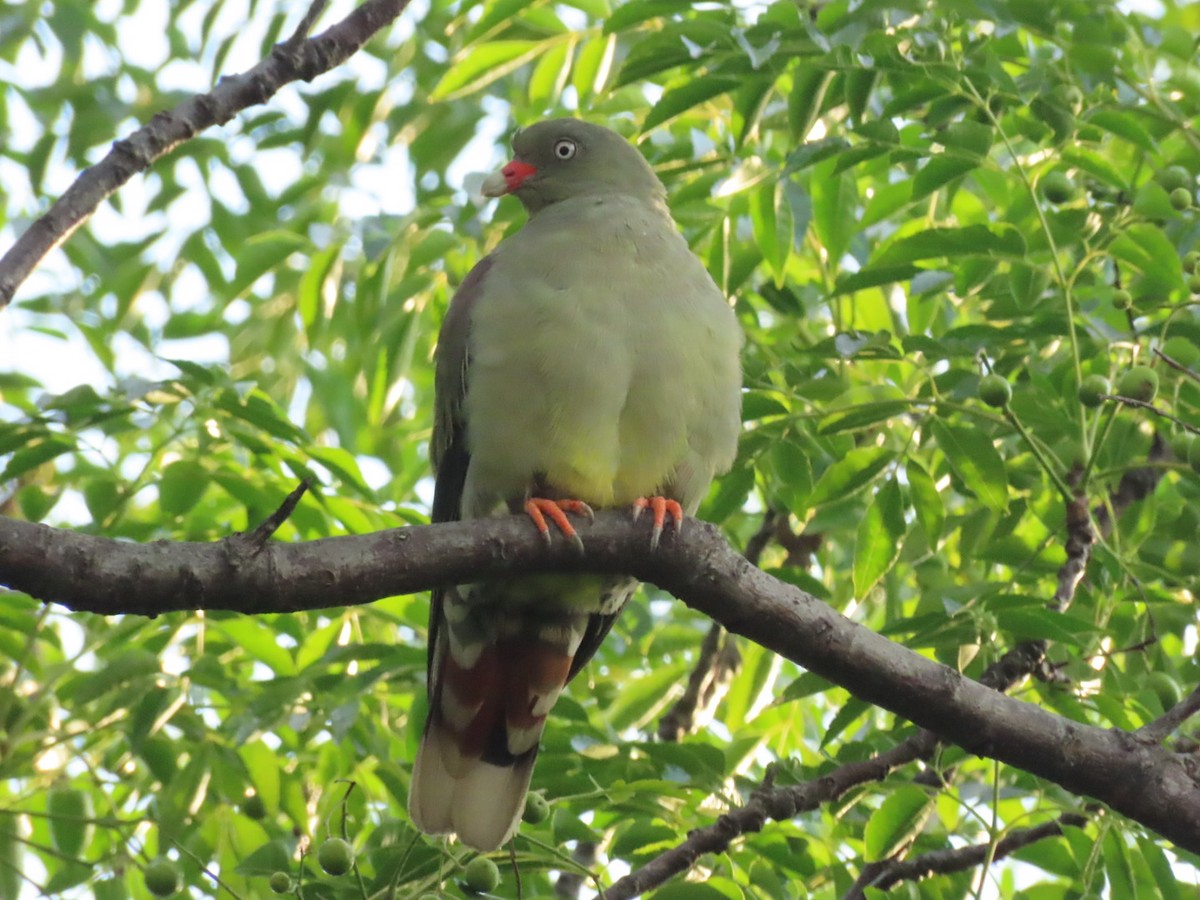 African Green-Pigeon (Gray-breasted) - ML415307971