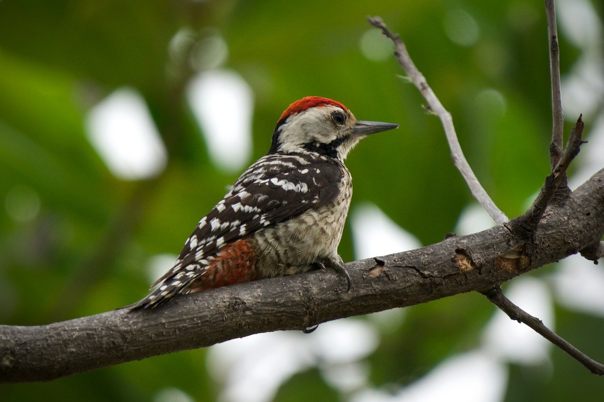 Freckle-breasted Woodpecker - Sam Hambly