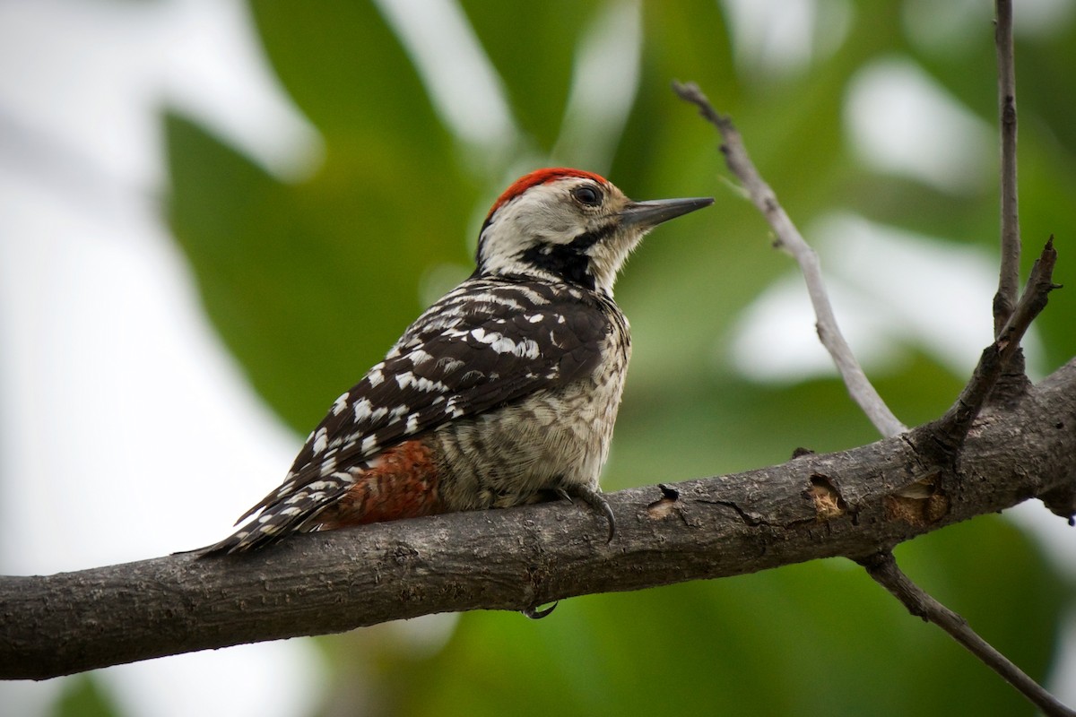 Freckle-breasted Woodpecker - ML415310501
