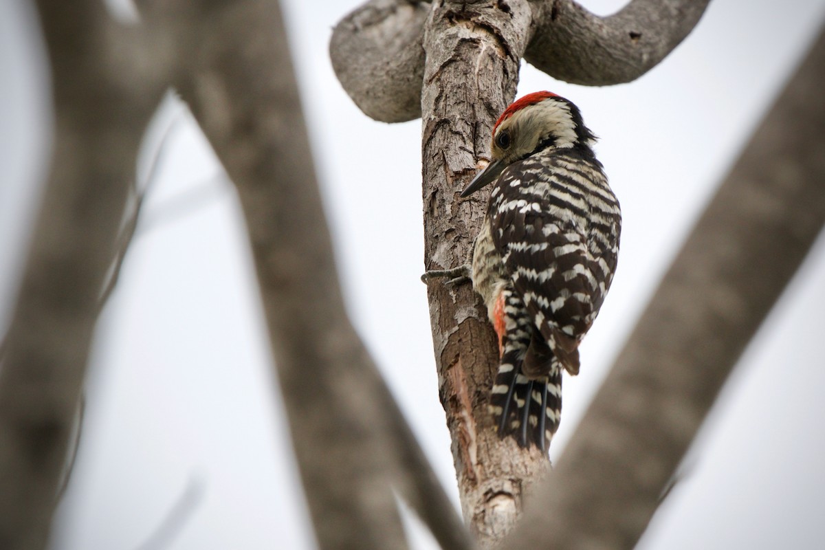 Freckle-breasted Woodpecker - ML415310511