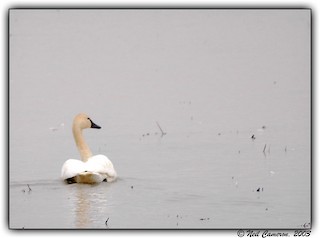 Tundra Swan, ML415315601