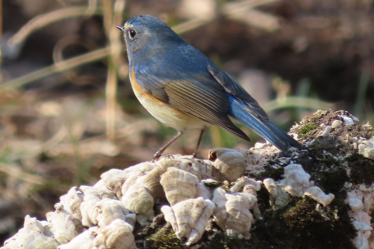 Red-flanked Bluetail - ML415317961